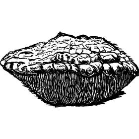 Dye mushroom: Echinodontium tinctorium (Indian Paint Fungus)