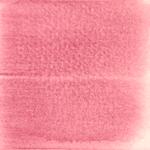 Dye mushroom: Cortinarius neosanguines (Western Blood Red Cort), Pigment: soda ash