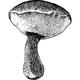 Dye mushroom: Xerocomellus zelleri (Zeller's bolete)