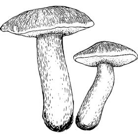 Dye mushroom: Suillus bovinus (Bovine Bolete)