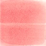 Dye mushroom: Cortinarius neosanguines (Western Blood Red Cort), Pigment: citric acid