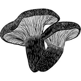 Dye mushroom: Tapinella atrotomentosa (Velvet pax foot)