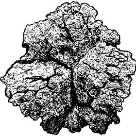 Dye mushroom: Inonotus obliquus (Chaga)